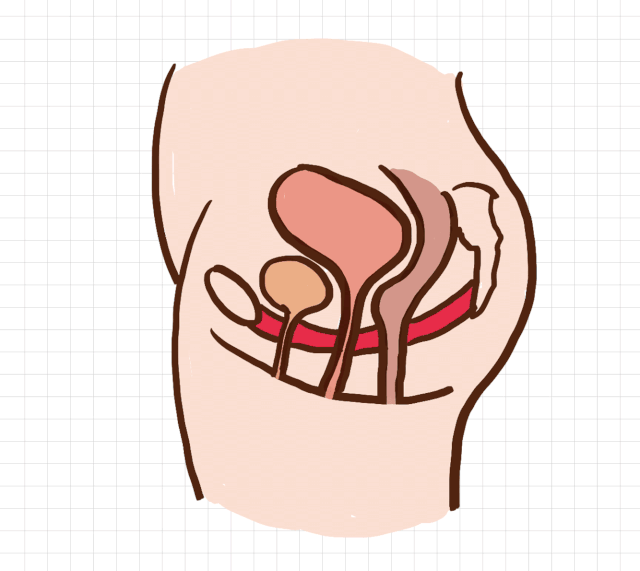 盆底康复治疗:电刺激,磁刺激盆底功能障碍性疾病简称盆底障碍,女性