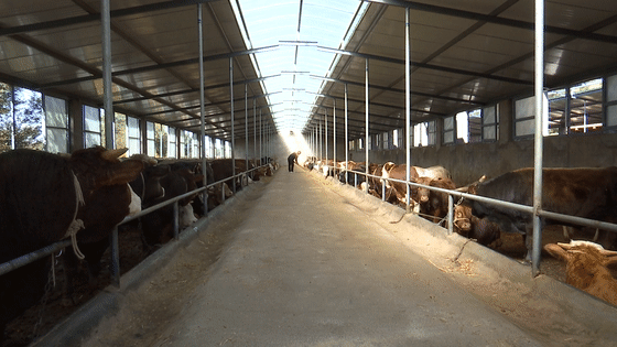 有了它,固原农民养牛好轻松_腾讯新闻