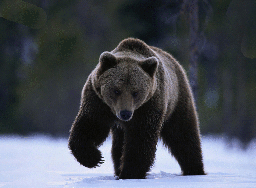 日本街头熊出没,连伤4人,这种动物有多可怕?遇到熊装死可以吗
