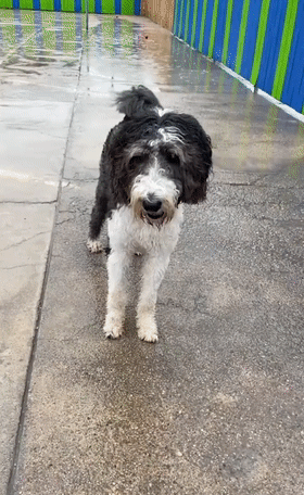 这只狗狗很喜欢淋雨,也不知道受啥刺激了.