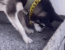 210_163gif 动态图 动图