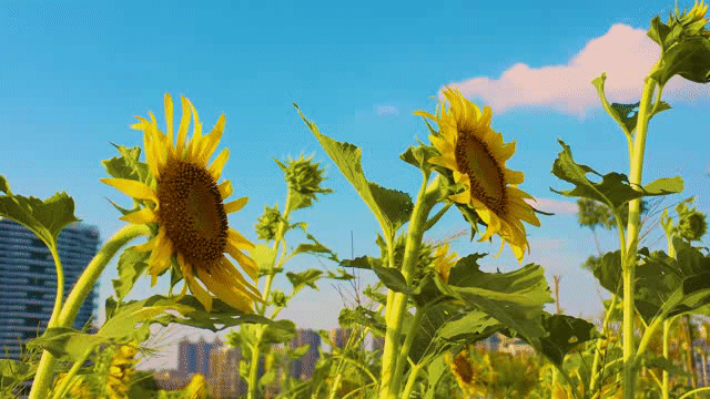 向日葵的花期为一个月,但天气渐凉后,花朵就会开始慢慢枯萎哦.