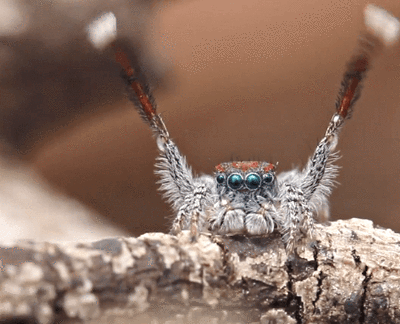 400_324gif 动态图 动图