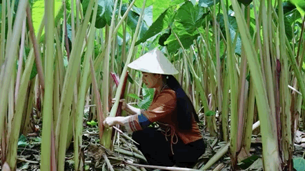 芋荷花——生时麻口,熟时软糯的夏末粉红