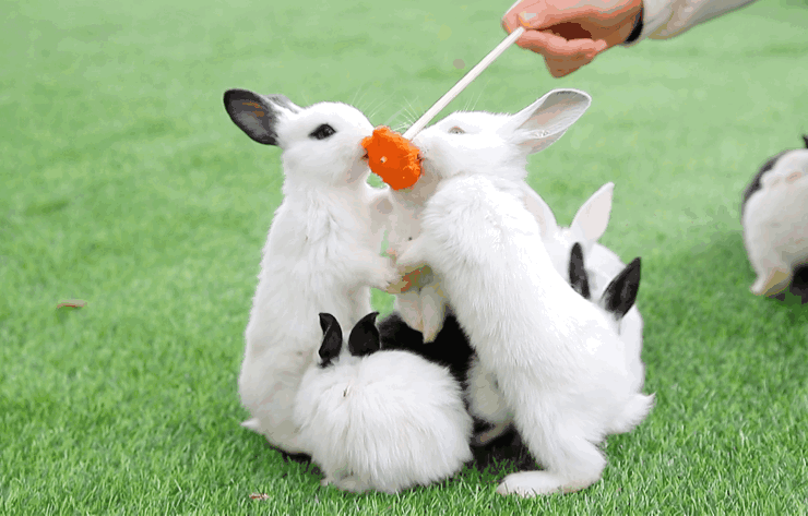 喂兔子喂小鸡试营业期间(9月26日-30日9:30-21:00),市民到乐园现场