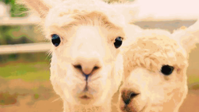 797_448gif 动态图 动图