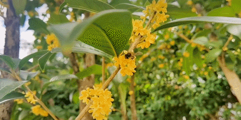 父母,父母也在想念你其实无形的想念最容易化成家乡的"烟火气"桂花落