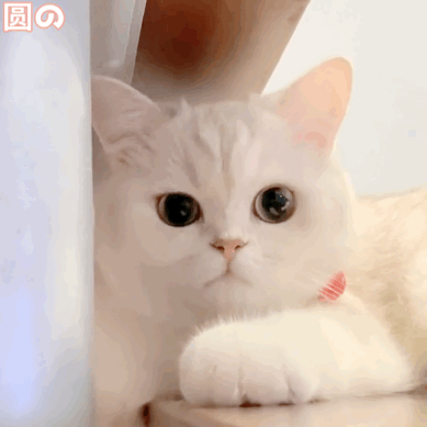 内容包含:类级,保教费(元/生/月),教职工总数,教师数,保育员数,保健