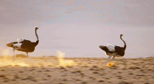 别以为这很简单,鸵鸟的奔跑时速可超过60公里