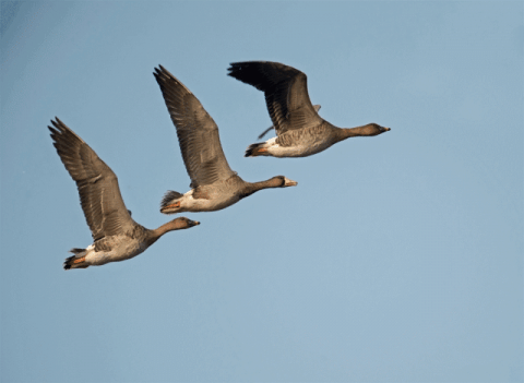 大雁飞行时,为什么要排成一字或者人字形?可不是为了整齐好看