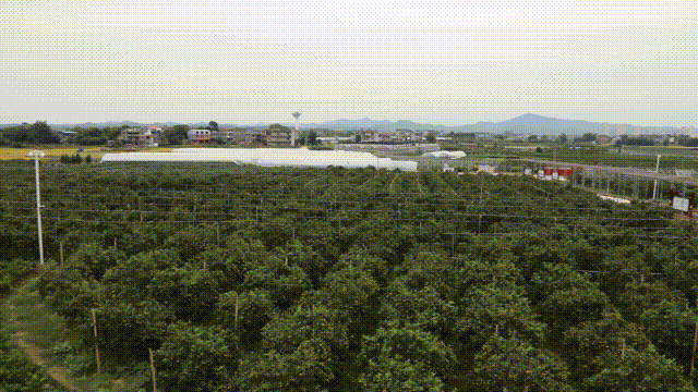 72万亩,是全国最大的滑皮金桔生产基地.接下来,让我们提前感受一下