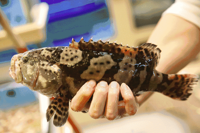 最近吃鱼要小心