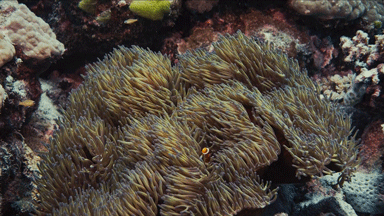 【随影而学】第80期:观球幕影片《大堡礁探险》,领略海洋自然奥秘