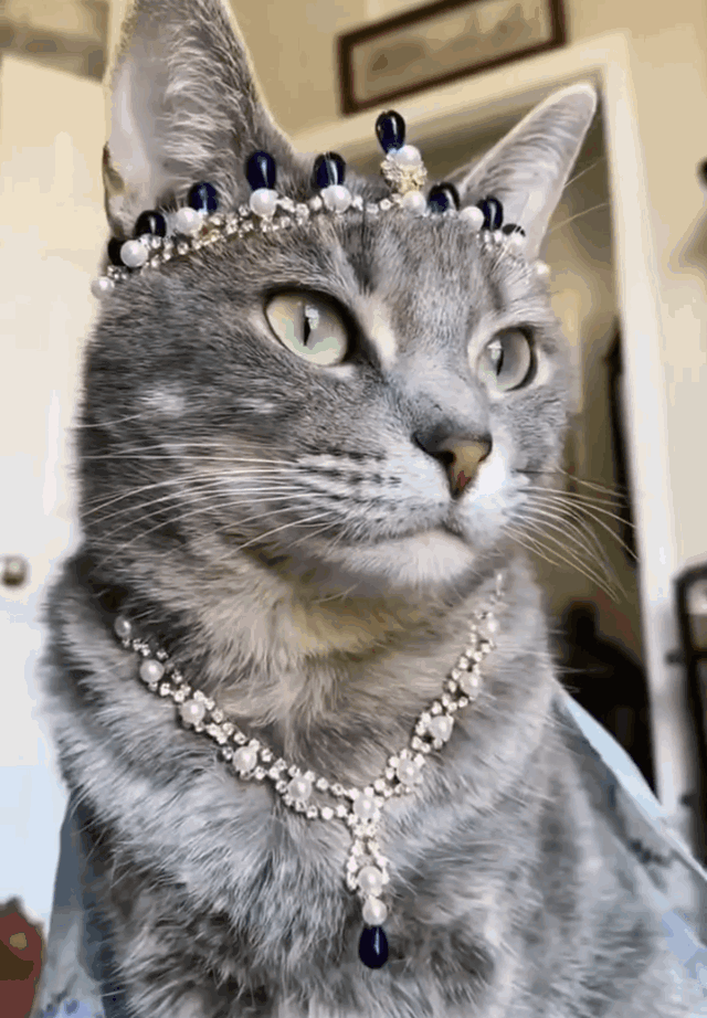 这么贵的猫吸一下会不会破产