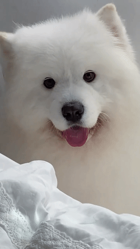 原来狗狗"歪头杀"真的不是在卖萌,而是