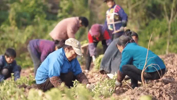 黄茶排行_旺苍:新栽万亩黄茶做强特色产业