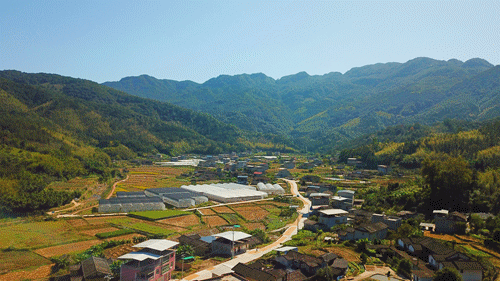 百村支书话振兴|漳平瑞都村:推进两岸农业合作 跑出乡村振兴加速度