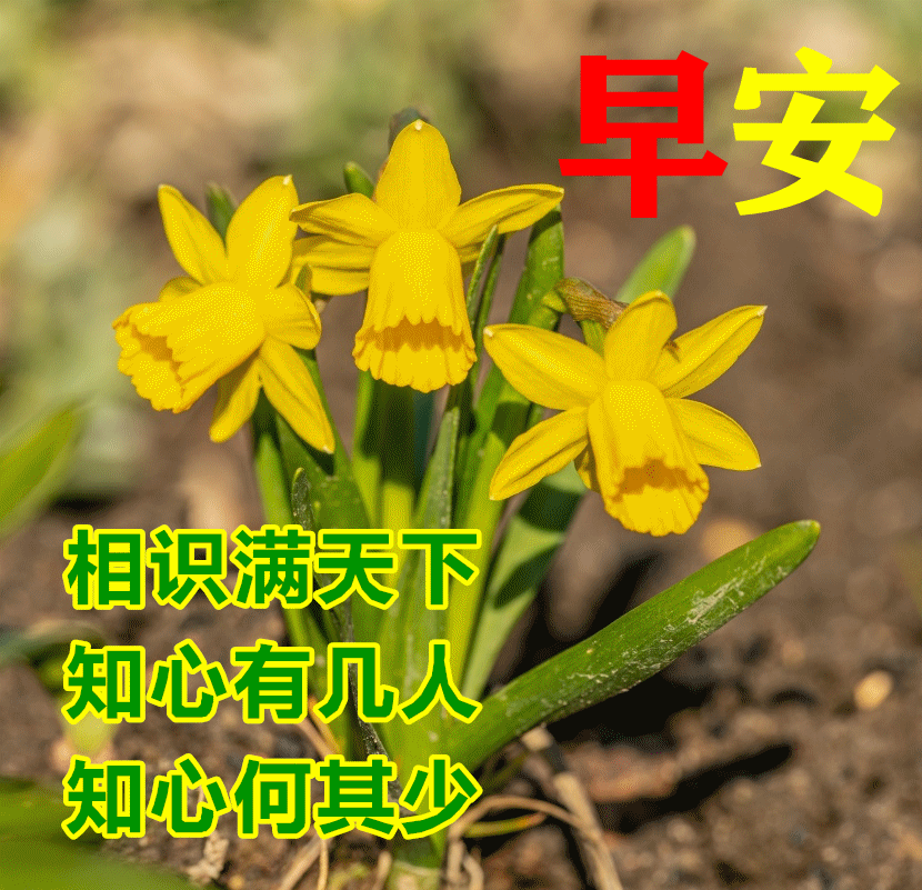 27清晨充满阳光的早安心语祝福图片 早上好满满幸福的问候图片!