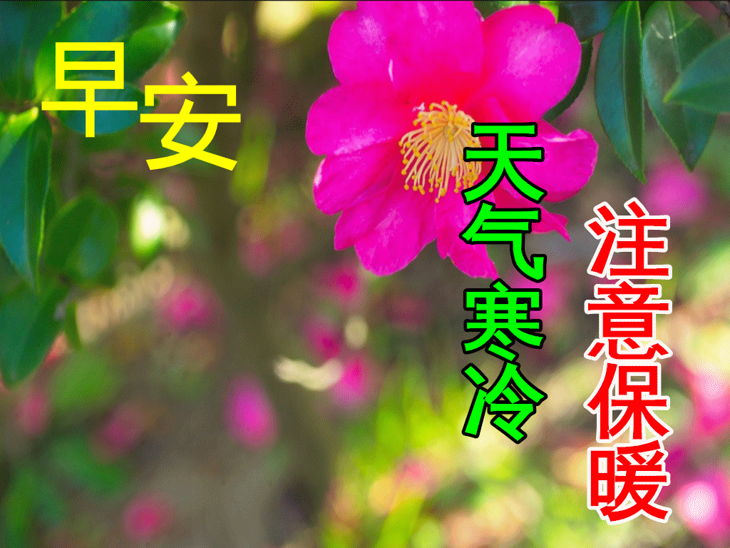 9张冬日最新特漂亮早上好鲜花动画图片带祝福语 2021最美冬日早安问候