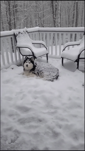 狗狗睡雪地被质疑虐狗?铲屎官哭了:其实是它虐我!