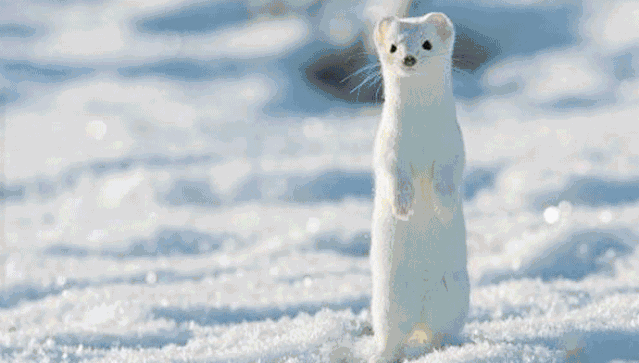 花仙谷萌宠园毛绒小可爱白雪貂