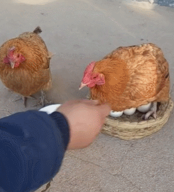 343_379gif 动态图 动图