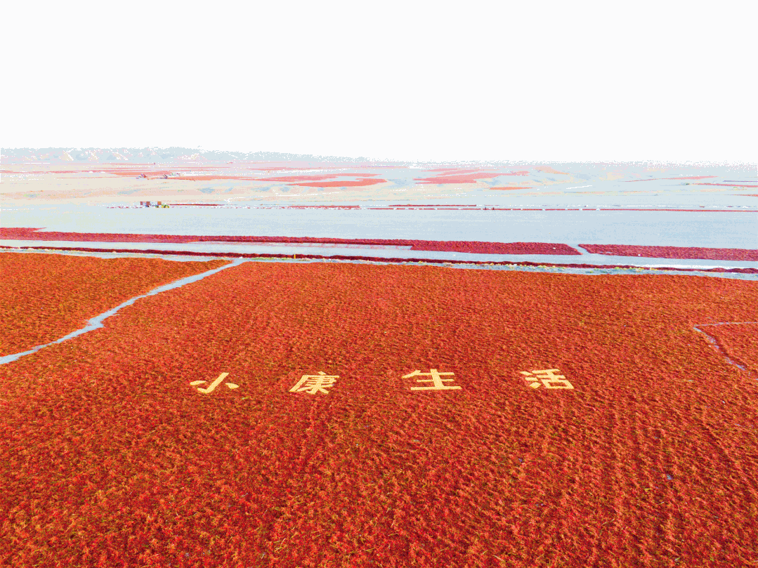 焦祖卿摄裕民县红花裕民县万亩红花丰收场景.