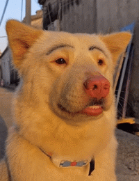 到底为什么不能给狗子画眉毛呢