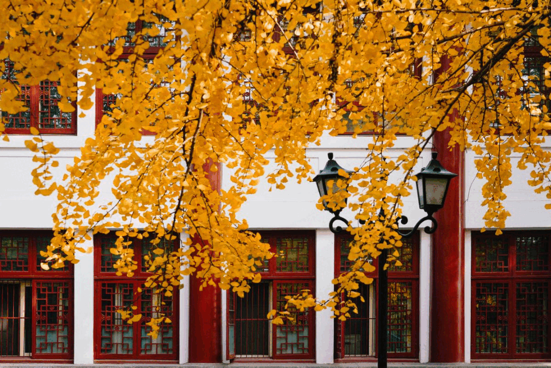 北大秋冬限定,张张都是壁纸!_腾讯新闻