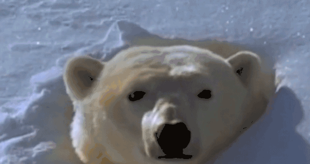 走霉运白化病棕熊走红野生生物摄影师称胡编乱造故事