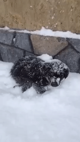 气温低至零下50度球员赛前抱流浪狗入场因为不想它们被冻死在户外