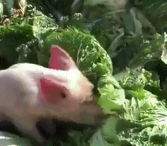 241_210gif 动态图 动图