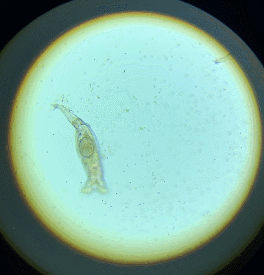 娃刚养好的丰年虾,肉眼看像沙子,显微镜下大有乾坤:超级活跃,黑色的小