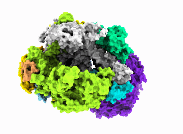 中国学者科学发文解析rna聚合酶结构的重要突破