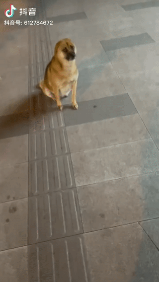 狗狗的眼神能有多会骗人?