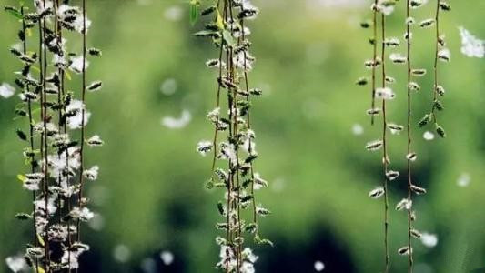 柳絮什么飞成语_成语故事简笔画(4)