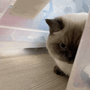 表情包小的明白