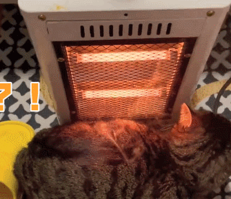 猫咪被取暖器烤糊后一直盯着主人看主人你这是啥表情啊