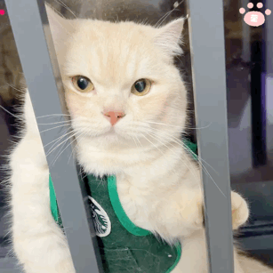 超可爱的猫咪表情包耶