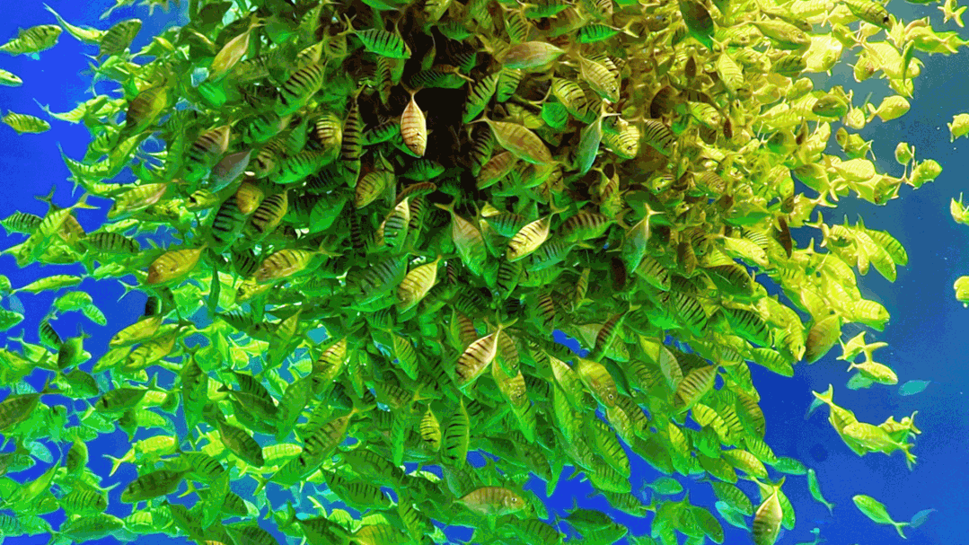 水下芭蕾飘逸优美忽聚忽散,纷乱而有序,掀起"黄金风暴"10000多条黄金