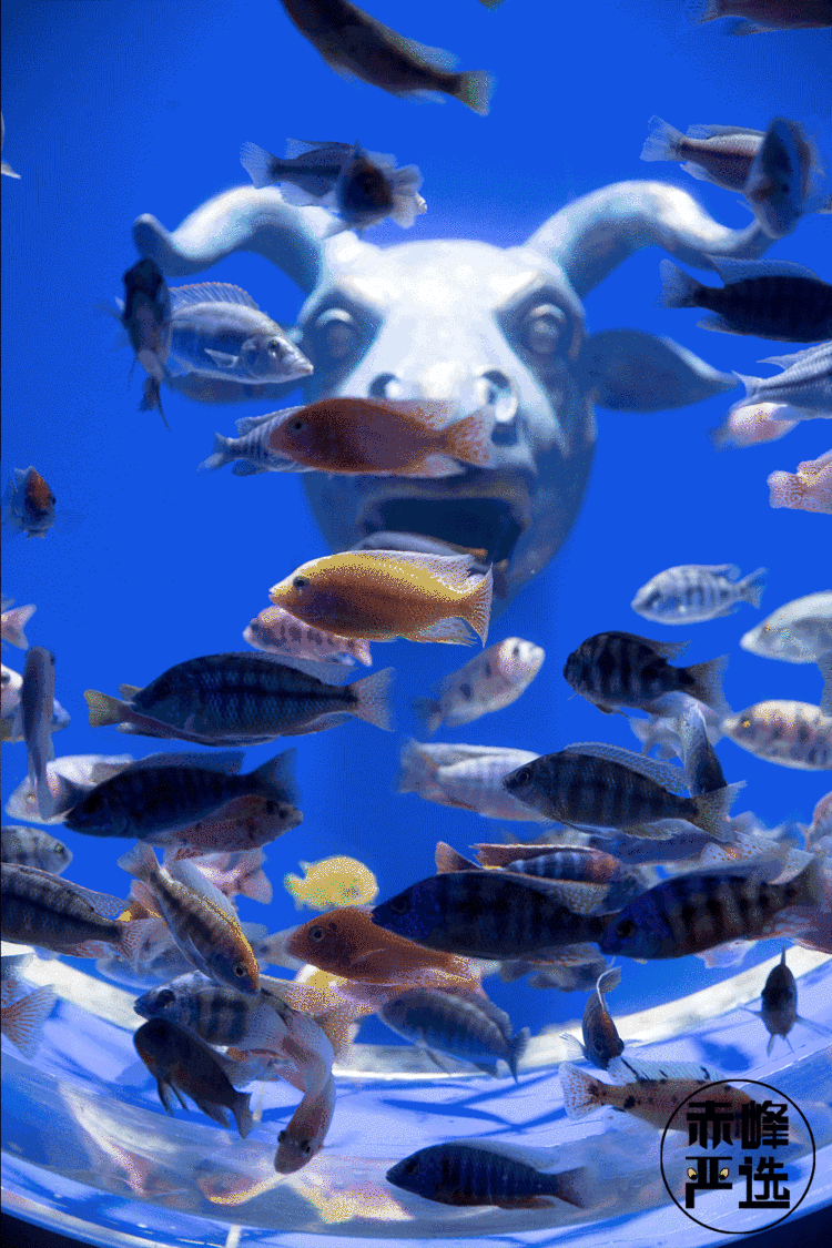 赤峰人宝爸宝妈们这家海洋馆搞事情