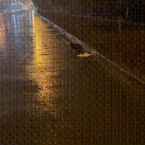 雨中艰难行走的流浪狗,被冻得瑟瑟发抖,好心人为救狗跟随3小时