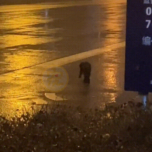 雨中艰难行走的流浪狗,被冻得瑟瑟发抖,好心人为救狗跟随3小时