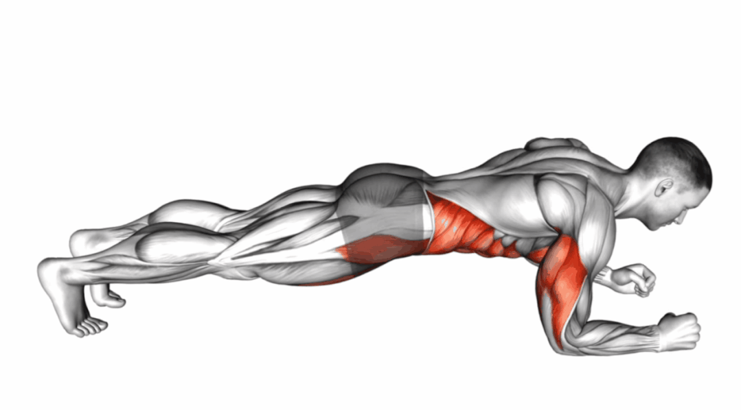 平板支撑肌肉发力图图片