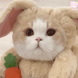 表情包18p网红猫豆包表情