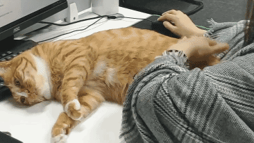 养猫的几大好处其实是有科学依据别不相信