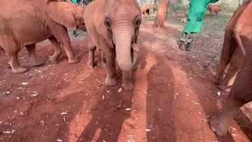 全球连线｜肯尼亚旱情下这所“孤儿院”给小象一个家国考公务员2021年职位表