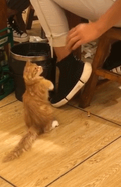 好奇害死猫盘点那些手欠的猫咪