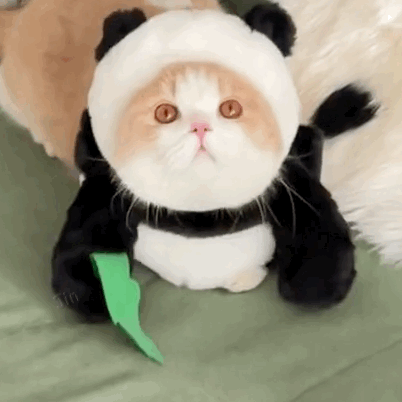 表情包18p网红猫豆包表情