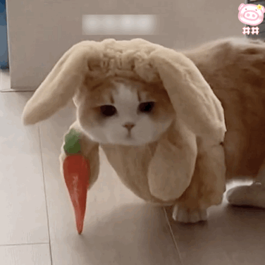 表情包18p网红猫豆包表情